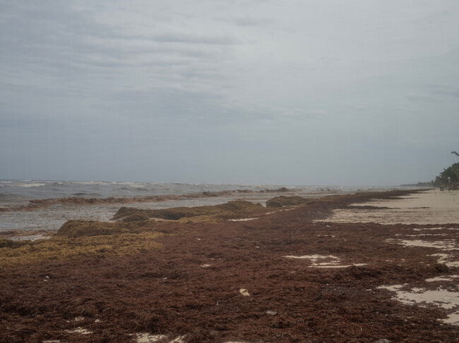 Sargazo Playa