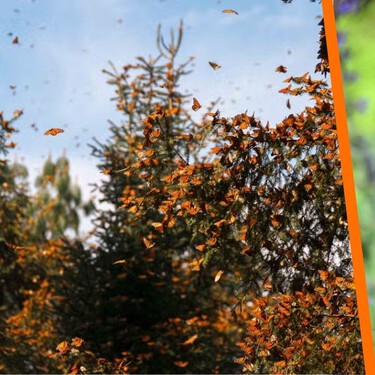 La mejor temporada para ver las mariposas monarca ha empezado: así es la excursión al Santuario El Rosario