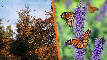 La mejor temporada para ver las mariposas monarca ha empezado: así es la excursión al Santuario El Rosario