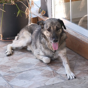 La Ley de Bienestar Animal prohíbe tener a perros y gatos viviendo en terrazas, balcones o sótanos