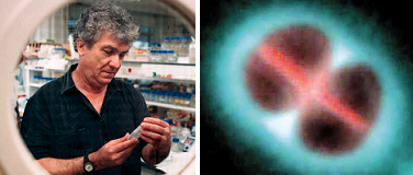 La resurrección es posible, desvelado el mecanismo de la Deinococcus radiodurans