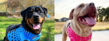 Prótesis para perros, patos y tortugas: así son los alucinantes diseños de una empresa de impresión 3D 