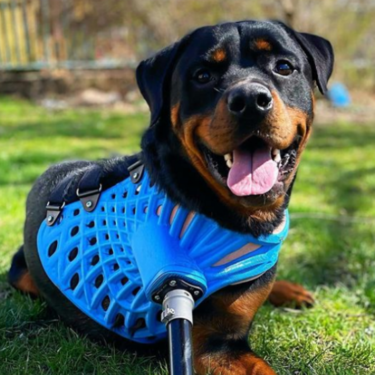 Prótesis para perros, patos y tortugas: así son los alucinantes diseños de una empresa de impresión 3D 