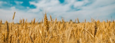 Hace 100 años un genetista recorrió el mundo en busca de cereales. Hoy es una "mina de oro" para el futuro de la agricultura