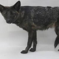Há quatro anos, alguém atropelou um cachorro no Brasil: hoje sabemos que ele não era um cachorro e nem deveria existir
