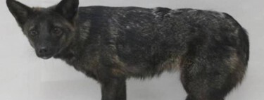 Há quatro anos, alguém atropelou um cachorro no Brasil: hoje sabemos que ele não era um cachorro e nem deveria existir