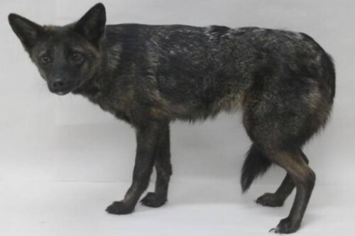 Híbrido de raposa e cachorro foi atropelado em Vacaria, Rio Grande do Sul | Imagem: Errazking, Thales Renato Ochotorena de Freitas, Ariel Mergener Henckel