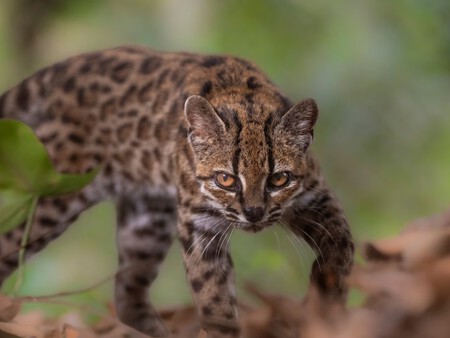Nueva Especie De Felino