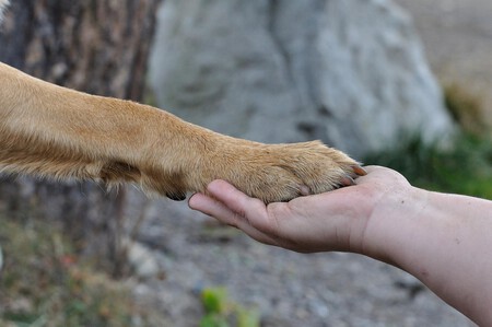 Perro Cojera