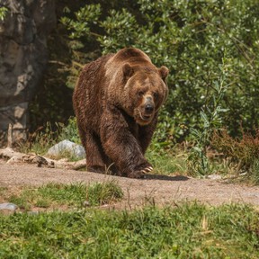 Tras encerrar a un oso por matar a un senderista, los ecologistas se preguntan si no "habría sido mejor que fuera abatido"