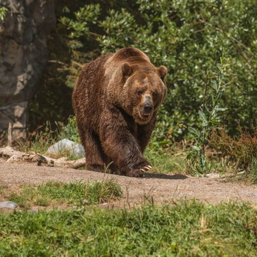 Tras encerrar a un oso por matar a un senderista, los ecologistas se preguntan si no "habría sido mejor que fuera abatido"