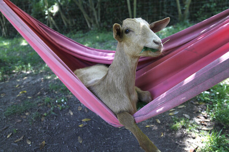 Robert Prat Goat Relax Time 00000365