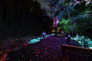 Lumina Foresta, un sendero mágico en un bosque encantado