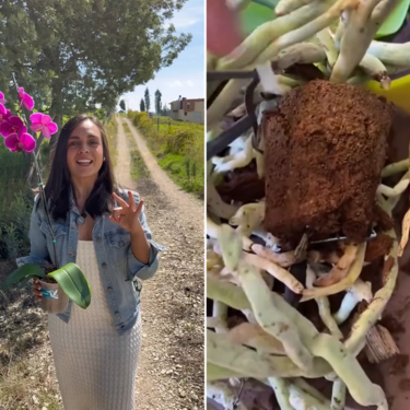 Si tu orquídea está chuchurría y deja de florecer, no la tires a la basura: son como las personas, necesitan “paciencia y cariño”