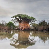 El baobab Tsitakakantsa es un árbol gigante de 1.200 años que nos ha demostrado los límites biológicos de esta forma de vida 