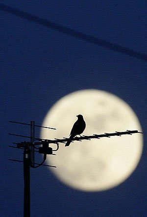 Parece que será una noche tranquila: ¿la luna llena afecta al número de gente que acude al hospital?