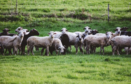 Ovejas en el campo
