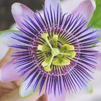 No ocultes la pasión en tus proyectos 