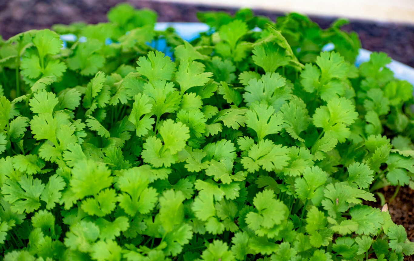 Maceta con cilantro en diferentes etapas de crecimiento, con hojas verdes frondosas y tierra visible
