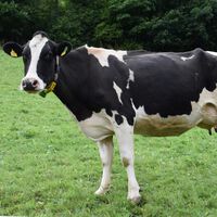 "Não se tratava de um acidente": vaca usou ferramentas com precisão e deixou cientistas estarrecidos 