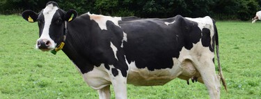 "Não se tratava de um acidente": vaca usou ferramentas com precisão e deixou cientistas estarrecidos 