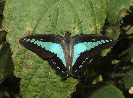 Este es el insecto con la visión cromática más compleja: 15 tipos de fotorreceptores