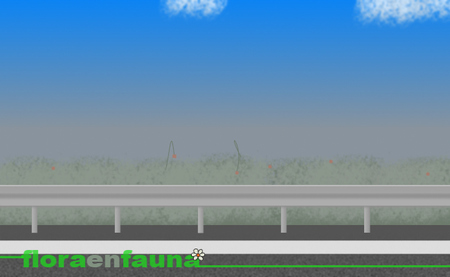 fauna en ruta: la vegetación de las medianas