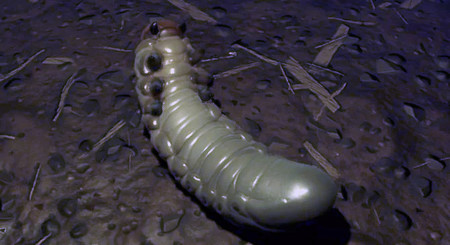 Video tutorial sobre cómo encontrar materiales Grub y Grub-Goop y Grub-Hide 1 Grubground