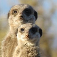 Hemos descubierto que los humanos nos parecemos a las suricatas en algo: no cambiar tanto de pareja 