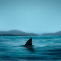 Un policía fuera de servicio salva a un niño del ataque de un tiburón mientras jugaba con su tabla