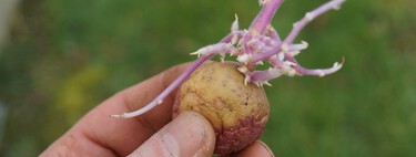 "Le han salido brotes a las patatas de mi despensa": esto es lo que tienes que hacer con una patata germinada 