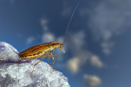 cucaracha