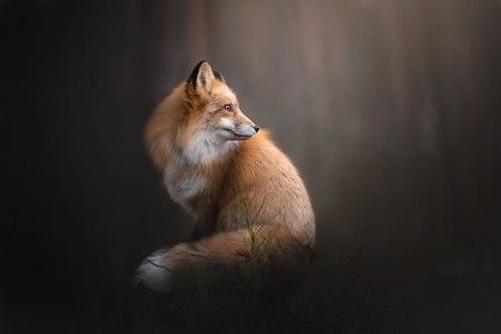 Red Fox