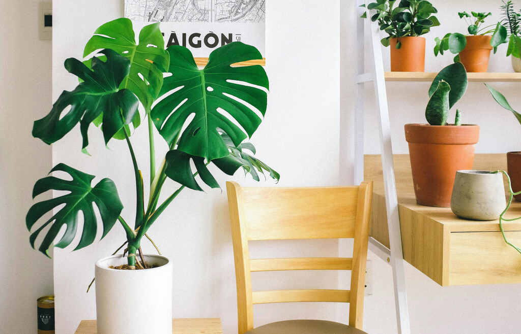 Así se cuida una monstera: la Costilla de Adán es una de las más agradecidas para una casa exuberante