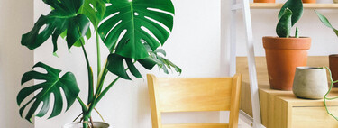Cómo cuidar la monstera o costilla de Adán: la planta fácil de mantener y perfecta para dar un toque tropical en casa