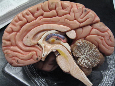 Implantes que controlarán nuestro cerebro