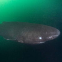 Estos científicos lanzaron una vaca al mar de China. No esperaban a ocho invitados inesperados al buffet 