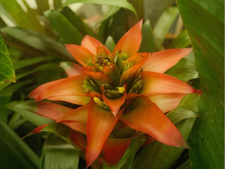 Flor del cactus de Navidad