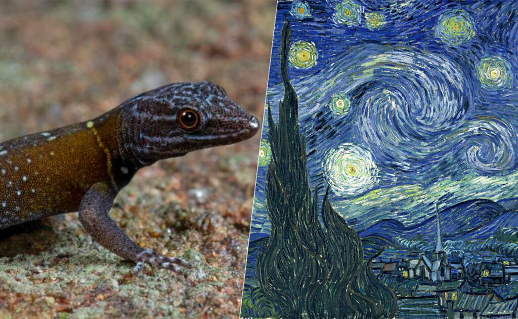 El nuevo lagarto descubierto en la India tiene un nombre propio peculiar: el de un cuadro de Van Gogh