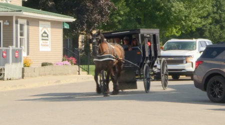 caballo amish