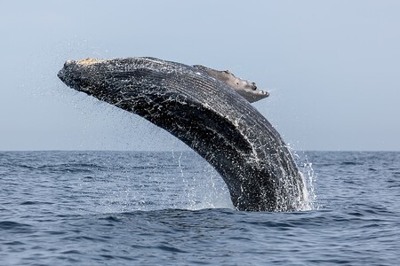 Ballena Jorobada 2