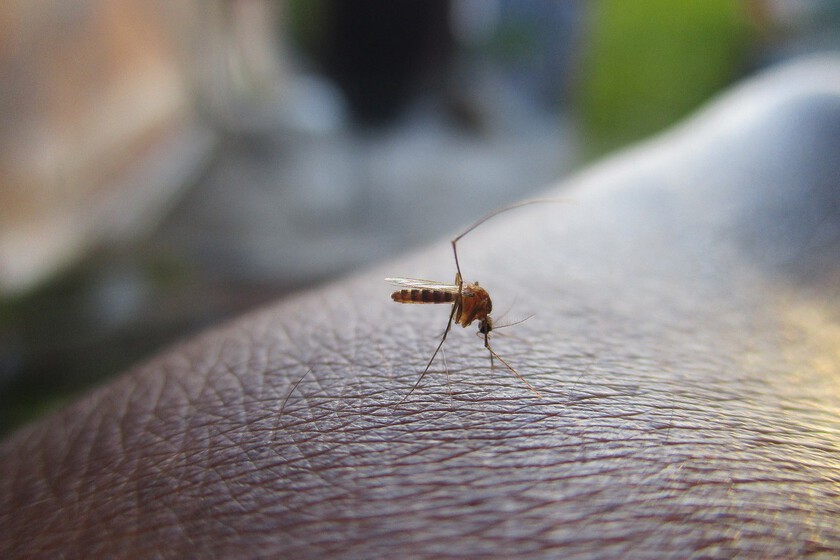 Mosquito 2566773 1280