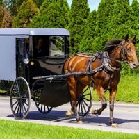 Una familia en Estados Unidos todavía se mueve a caballo y carreta. Un día fueron a Walmart y se los robaron