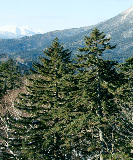 Picea Jezoensis Mt Oakan