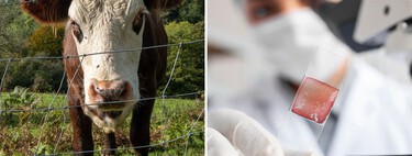 Una nueva técnica lleva a la carne cultivada a un nuevo nivel: por fin podría ser rentable