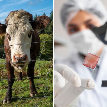 La carne cultivada no había salido del laboratorio, pero un nuevo hallazgo abre su camino a la mesa. Y todo es gracias a la cerveza 