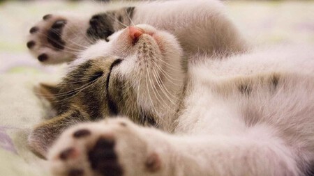 Gato