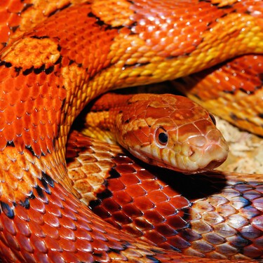 La lengua no es lo único bífido que tienen las serpientes: poseen un clítoris y también es doble 