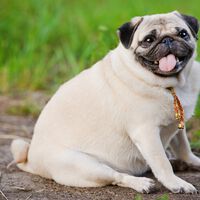 Nem rações diets, nem exercícios físicos: empresário brasileiro investe 8 milhões para desenvolver ‘Mounjaro para cachorros’ e combater a obesidade canina 