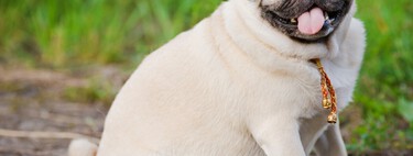Nem rações diets, nem exercícios físicos: empresário brasileiro investe 8 milhões para desenvolver ‘Mounjaro para cachorros’ e combater a obesidade canina 